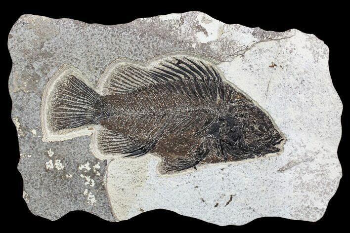 Excellent, Priscacara Fossil Fish - Wyoming #107877